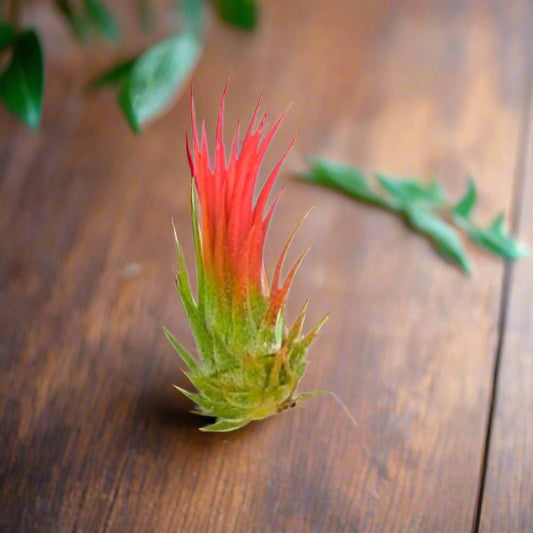 Tillandsia with red and green leaves with brown background