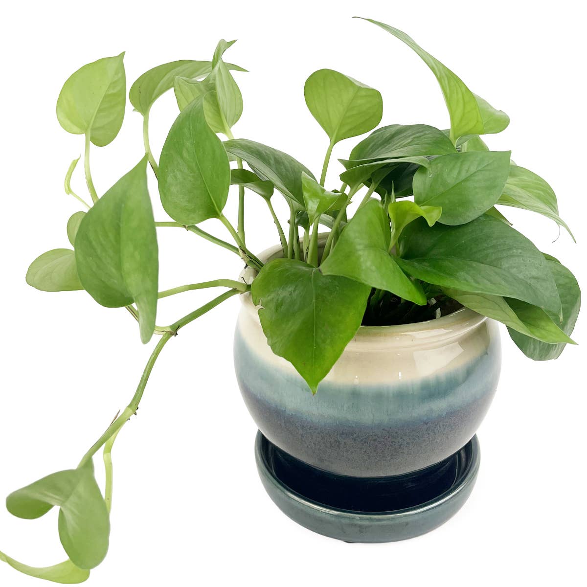 6" Dark Blue Ceramic Pot with Cream Rim & Attached Saucer
