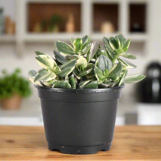 Crassula Ovata 'Variegated Jade' Succulent