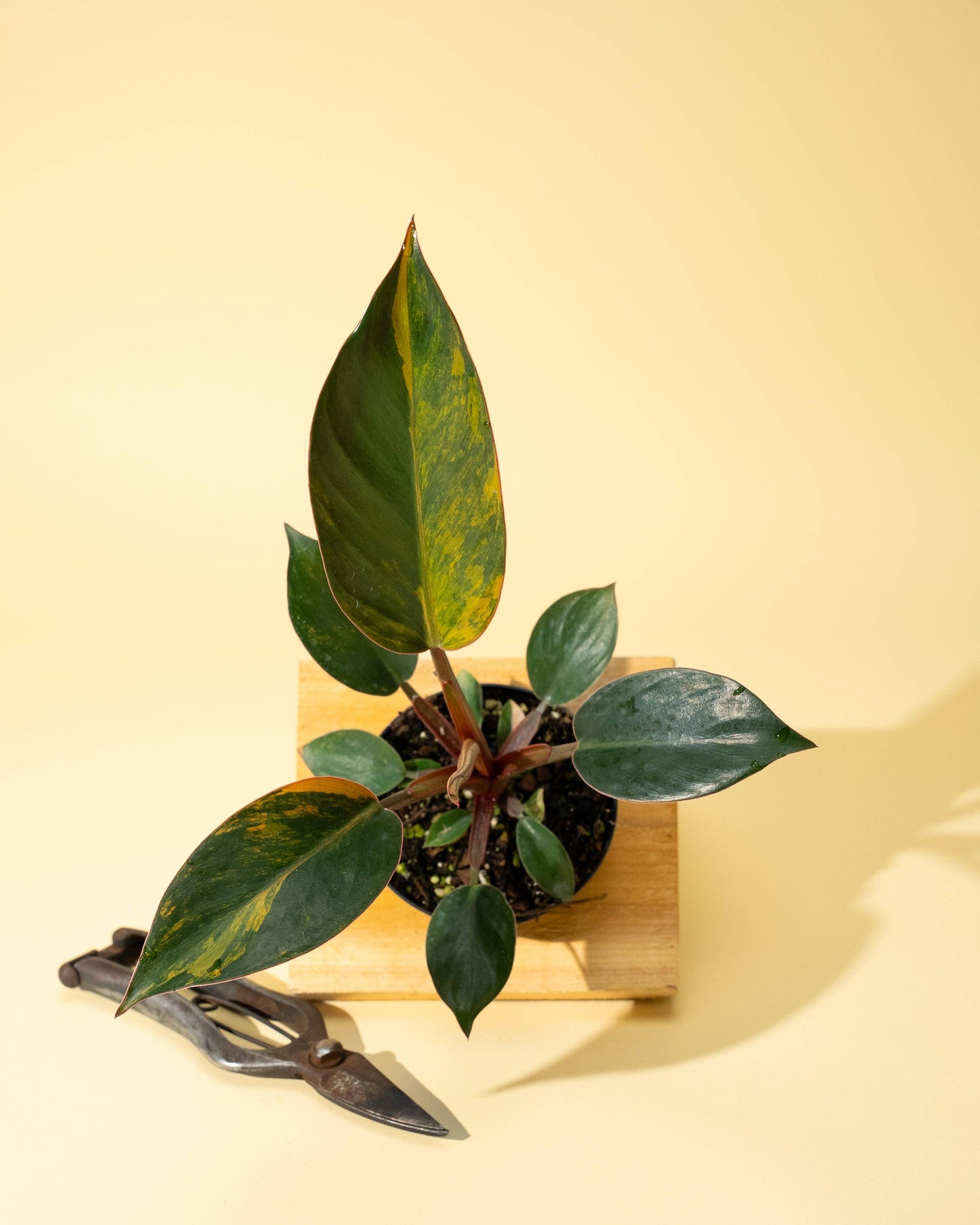 Variegated Philodendron Red Congo 'Red Hot'