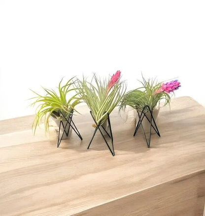 Geometric Air Plant Stand – Modern Metal Plant Holder with Live Tillandsia – Minimalist Desk or Shelf Decor