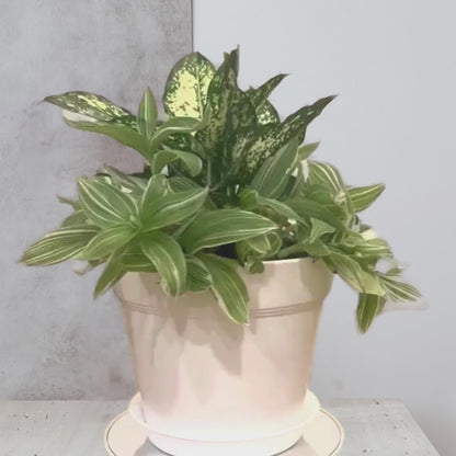 Aglaonema ‘Snow White’ & Tradescantia ‘Pistachio’ 8” Arrangement