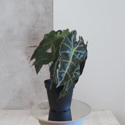 Alocasia Polly 'African Mask'