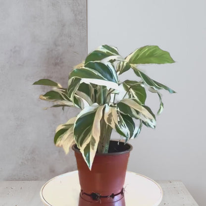 Calathea 'White Fusion'